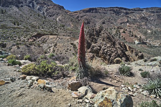 14 maggio Teide